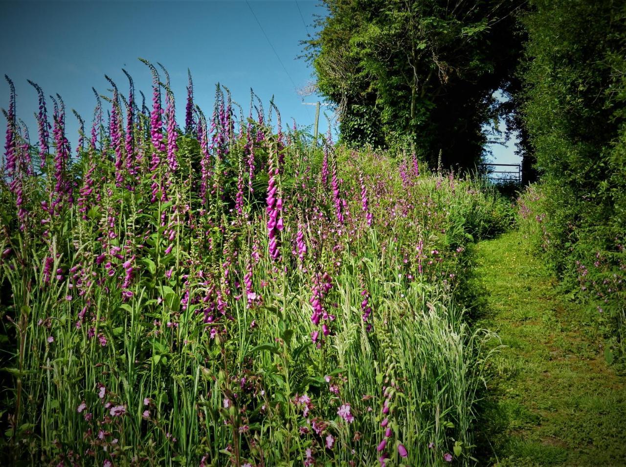 Ffynnon Fendigaid Bed And Breakfast Aberporth Kültér fotó