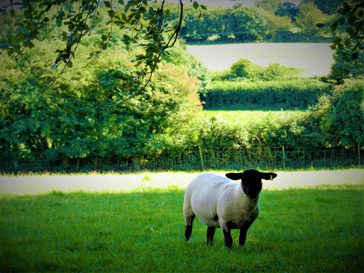 Ffynnon Fendigaid Bed And Breakfast Aberporth Kültér fotó